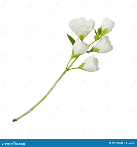 Jasmine Philadelphus Flowers And Leaves Isolated Stock Image Image Of