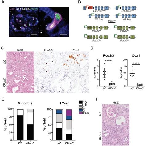 Figure S4 Fluorescence Activated Cell Sorting Of Siglec F EpCAM