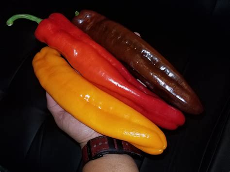 Twister Pepper 15 Seeds Sweet Rare Massive 10 12 Inches Etsy