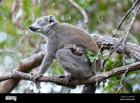 Female Crowned Lemur Hi Res Stock Photography And Images Alamy