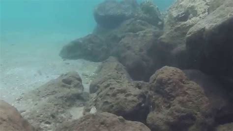 Peanut Island Snorkeling Youtube