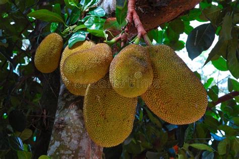 Het Hangen Van Jackfruit Op Boom Surat Thani Thailand Stock Foto