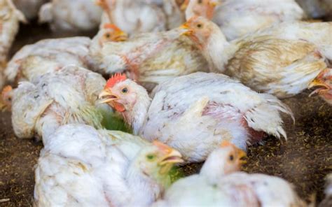 Avian Flu Symptoms In Chickens Learnpoultry