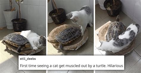 Turtle Hilariously Pushes A Very Confused Cat Out Of Bed They End Up Chilling Together Viral