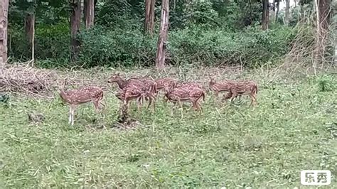 A Visit To Nagarhole Rajiv Gandhi National Park Natgeo Animal