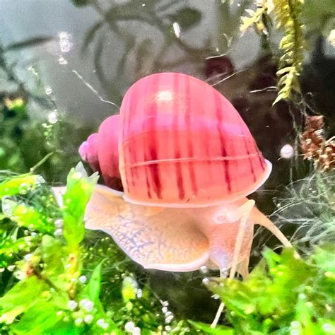 Mystery Snails Care and Introduction – Canada Guppies