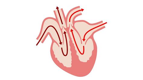 Simple Heart Diagram For Kids To Label