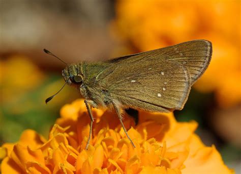 Más de 300 imágenes gratis de Kratkę Skipper y Mariposa Pixabay