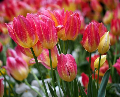 Spring Tulips In The Rain Photograph By Rona Black