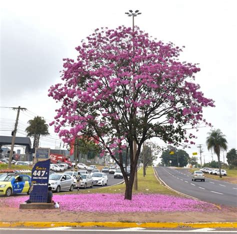 Cidade Árvore do Mundo Campo Grande ganha colorido especial