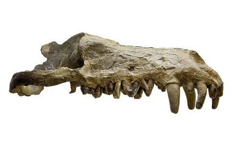 Photographic Print of Andrewsarchus mongoliencis, Skull cast (Print ...