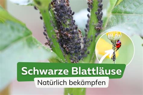 Schwarze Blattl Use An Pflanzen Nat Rlich Bek Mpfen