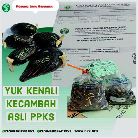 Bibit Kecambah Sawit PPKS Medan Original Lazada Indonesia