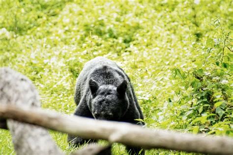 Black Bears In Great Smoky Mountains National Park Wildlife Watching