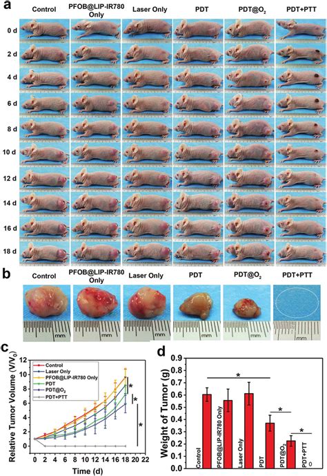 A Photographs Of T Tumor Bearing Mice Of Six Groups Taken During