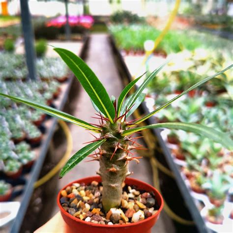 Pachypodium Mikea Uhlig Kakteen More Than 5 000 Different Species