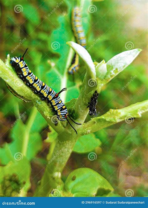 Caterpillar, Butterfly Caterpillar, Yellow-black Striped Caterpillar, Animal Stock Image - Image ...