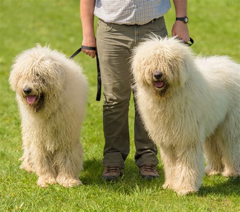 Komondor Breed Profile: Things to Know Before Adopting a Komondor