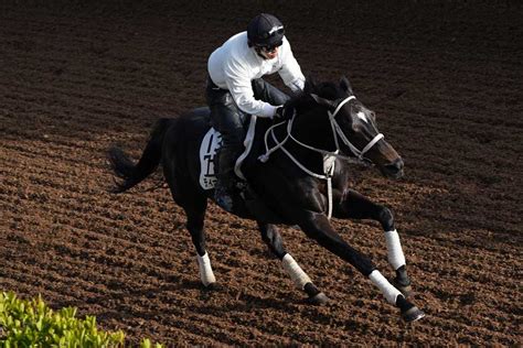 【天皇賞･春】2週前追い 順調なディープボンド坂路ではじけた｜競馬ニュース｜競馬予想のウマニティ