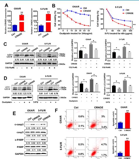 Figure 3 From The LncRNA CRNDE Is Regulated By E2F6 And Sensitizes