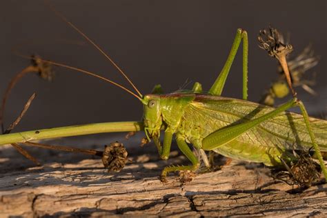 Insekt Grashüpfer Natur Kostenloses Foto auf Pixabay