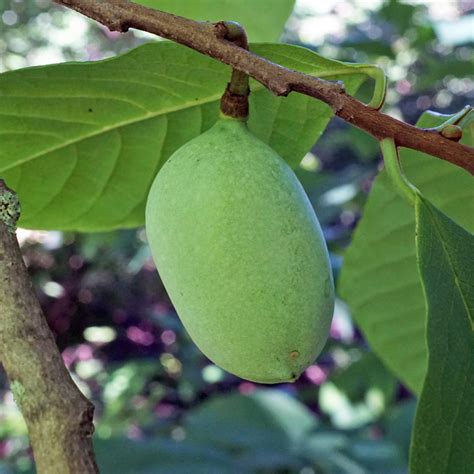 Tree Mob The American Pawpaw Arnold Arboretum