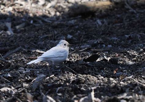 キツツキの探鳥記