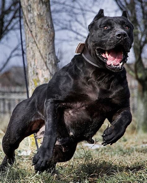 Evil Trigger 🔥 Presa Canario Carpatcankennel From Romania Carpatcan