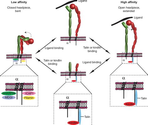 A Schematic Representation Of Integrin Conformation Switching In The