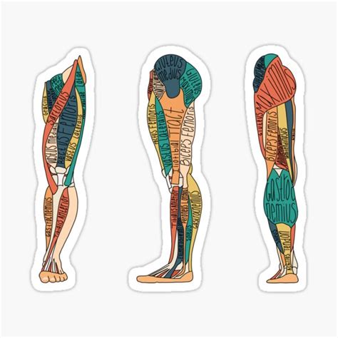 Labeled Leg Muscle Anatomy Sticker For Sale By Katherinewinner