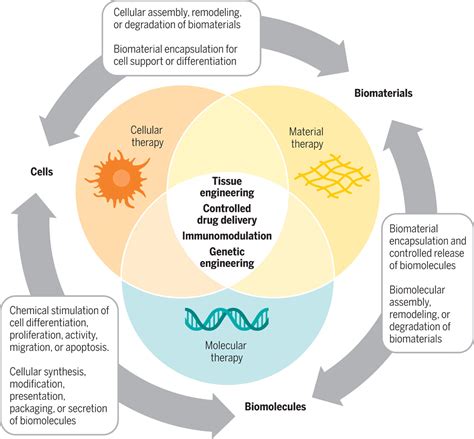 Revolutionizing Health The World Of Regenerative Medicine