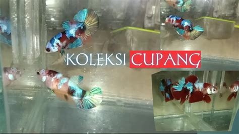 Koleksi Cupang Berawal Dari Hobbi Jadi Penghasilan Pejuang Retjceh