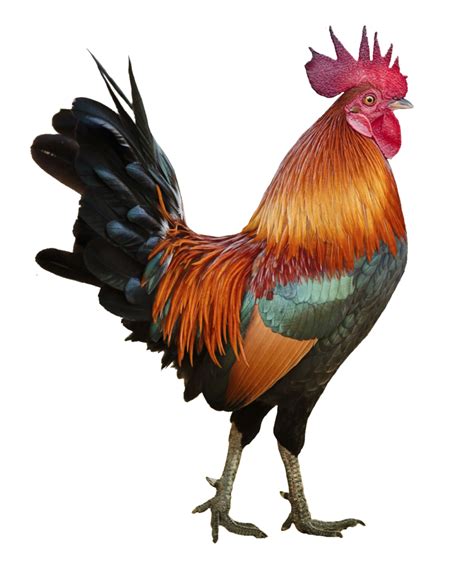 Chicken Png Transparent Images Free Download Pngfre