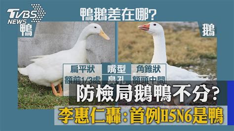 防檢局鵝鴨不分？ 李惠仁轟：首例h5n6是鴨 Youtube