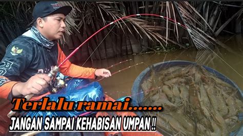 Mancing Udang Disini Harus Bawa Banyak Umpan Youtube