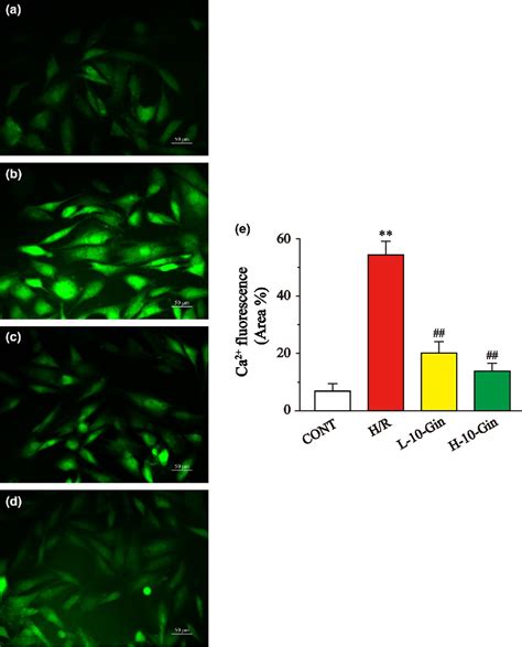 Figure From Gingerol Alleviates Hypoxia Reoxygenationinduced