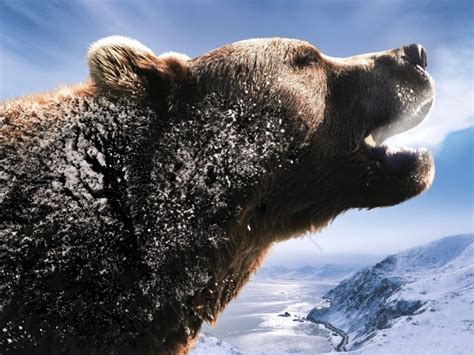 Bear Brown Mountains Roar Snow Wallpaper Background Best Stock Photos