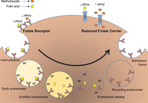 Folic Acid Pathway Methotrexate