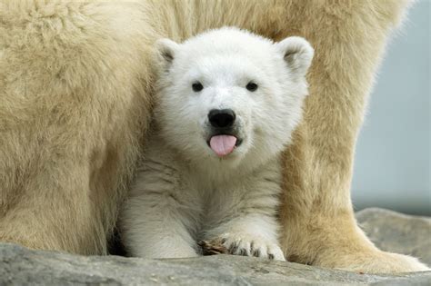 Eisbär-Baby in Schönbrunn hat einen Namen