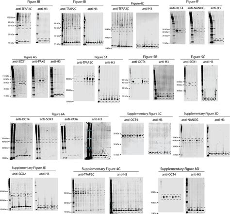 Uncropped Western Blot Images Uncropped Images Of All Western Blots Are