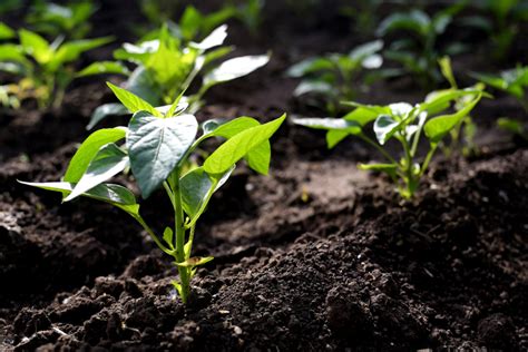 El Pimiento Es Fruta O Verdura Huerto En Casa