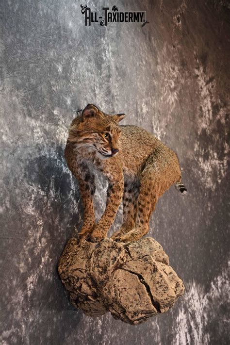 Bobcat Full Body Taxidermy Mount For Sale Sku1017 All Taxidermy