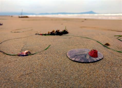 Mexican Sand Dollar The Simple Hiker