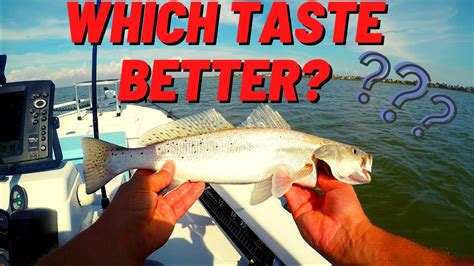 Speck Vs Sand Trout Taste Test Catch Clean And Cook And 500