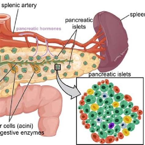 4: Overview of pancreas localization and anatomy. The pancreas is ...