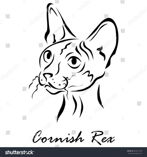 Illustration Shows Cat Breed Cornish Rex Stock Illustration 465817529