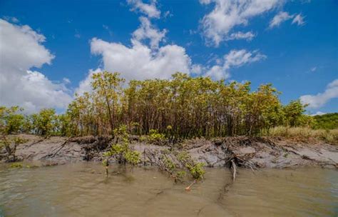 Pesquisadores medem o carbono de manguezais na Amazônia Espaço Ecológico