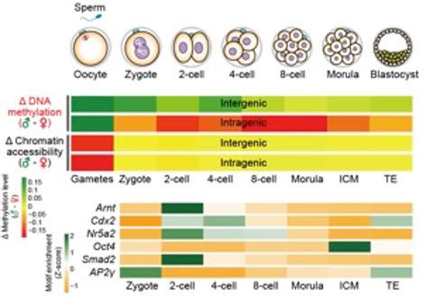 Fuchou Tang Labs Reported Latest Research Of Single Cell Multi Omics