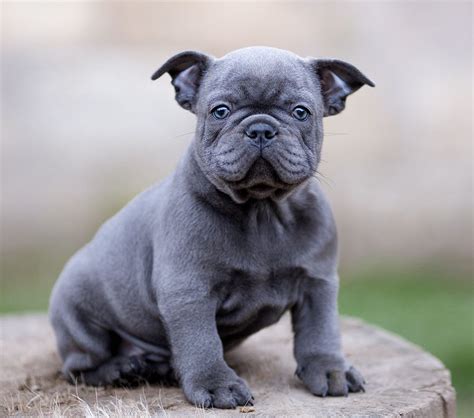 The magnificent appeal of rare Blue French Bulldogs - French Bulldog Breed