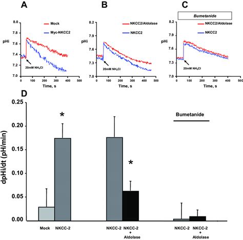 Measurement Of Na K Nh Cl Co Transport Activity In Okp Cells